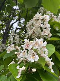 Image result for Catalpa