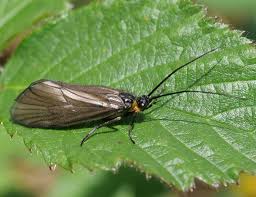 Image result for Urochloa oligotricha