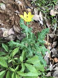 Image result for Argemone mexicana