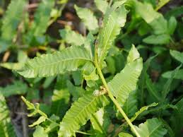 Image result for Ampelopteris