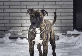 Home trained with parents, local experienced breeder American Staffordshire Terrier Blue Nose Brindle American Pitbull Terrier Brindle American Pitbull Terrier Pitbulls
