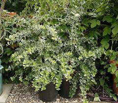 Image result for Diospyros dichrophylla