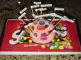 Maybe you would like to learn more about one of these? Animal Cell Biology Project The Wrapper Printed From Internet Images A Round Flat Rock Painted We Biology Projects Water Color Pencils Cell Biology Project