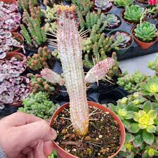 Image result for Euphorbia corniculata