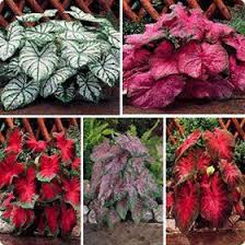 Tinhorao Caladium Bicolor Vent Plantas Toxicas 06 Plantas Toxicas Plantas De Exterior Plantas Ornamentales