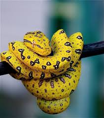 Red Eyes Snake Beautiful Snakes Yellow Snake