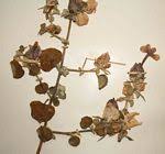 Image result for Barleria holubii