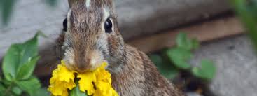 Things bunnies can and can't eat. Rabbit Eats Marigold Skippy S Vegetable Garden