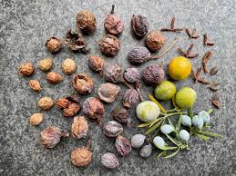 Image result for Afrocarpus falcatus