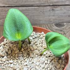 Image result for Eriospermum