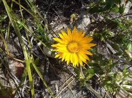 Image result for Berkheya setifera