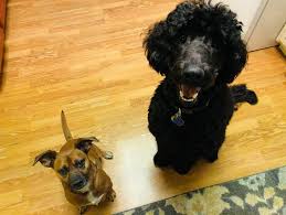 We did not find results for: Homeward Bound Animal Welfare Group Inc Reviews And Ratings Middlebury In Donate Volunteer Review Greatnonprofits