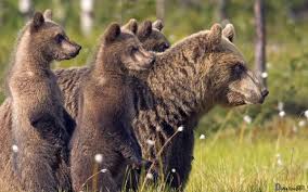 Here you can find the best cute bear wallpapers uploaded by our community. Free Download Bears Hd Wallpaper Picture Of Bears Cute Brown Bear Hd Wallpaper 1200x750 For Your Desktop Mobile Tablet Explore 49 Hd Bear Wallpapers Cute Bear Wallpaper Teddy Bear