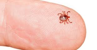 How To Treat A Tick Bite Naturally What To Do After Removing A Tick