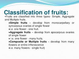Fruits And Seeds For Class 11 Std