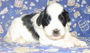 The corgipoo is a mixed breed that crosses the poodle with the cardigan welsh corgi. Corgipoo Dog Breed Information And Pictures