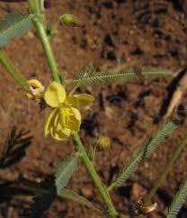 Image result for Chamaecrista mimosoides
