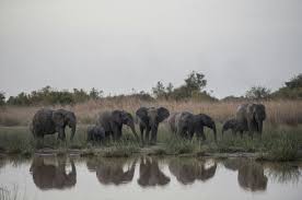 Large herd of elephants in a river. Pendjari Park Hopes To Be New Elephant Sanctuary In West Africa