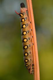 Crickets are known to be omnivores. Frass Wikipedia