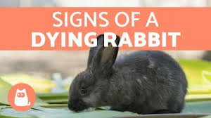 If a bunny's eyes are open, his body has no hair and he's taking short little hops, in all likelihood, he's unfortunately, rabbits who come into shelters don't come with tags on them telling us how old they are and it is very hard to tell the age of a rabbit. 5 Signs Your Rabbit Is Dying Youtube