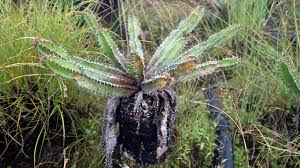 Image result for Cynanchum mulanjense