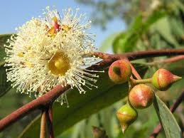 Image result for Eucalyptus camaldulensis