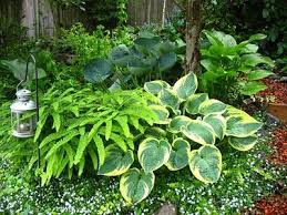 Lovely Pairings Shade Garden Plants Container Gardening Shade Shade Garden