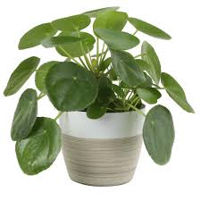 Bird Of Paradise Plant Home Depot Costa Farms Pilea Peperomioides Sharing Plant In 6 In Contemporary Planter 6pileacontemp Contemporary Planters Small Indoor Plants Bathroom Plants
