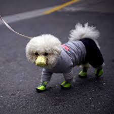 It generally is classified as a subspecies of the gray wolf (canis lupus), a mammal of the canidae family of the order carnivora. Coronavirus And Your Dog No Need To Panic Yet The New York Times