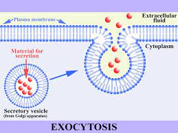 Transport Videos Cell Membrane Transport Human Anatomy And Physiology Science Biology