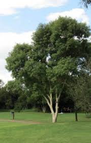 Image result for Markhamia zanzibarica