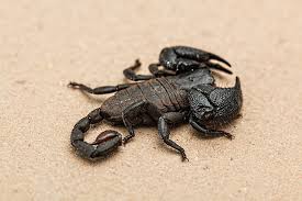Why are carpet beetles in my. Do Carpet Beetles Live In Beds Control Exterminating Company