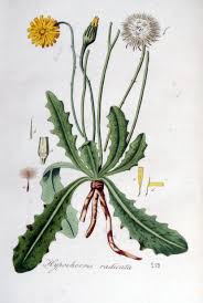 Image result for Hypochaeris radicata
