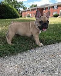 Here @poeticfrenchies the french bulldog obsession is real! French Bulldog Puppies For Sale Poland Me 223587