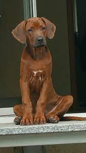 Rhodesian Our Dogs Breed Rhodesian Ridgeback Puppies Dog Breeds Beautiful Dogs