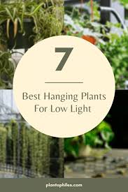 Check spelling or type a new query. The 7 Best Hanging Plants For Low Light Environments