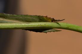 Image result for Sonchus bipontini