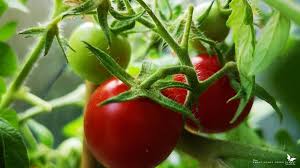 Maybe you would like to learn more about one of these? How To Grow Cherry Tomatoes Indoors Smart Money Green Planet