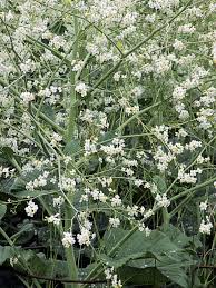 Image result for Crambe