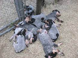 For the best experience, we recommend you upgrade to the latest version of chrome or safari. Bluetick Coonhound Info Temperament Puppies Mix Pictures