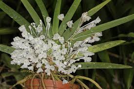 Image result for Podangis dactyloceras