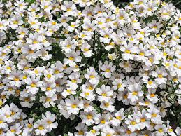 Image result for Nemesia