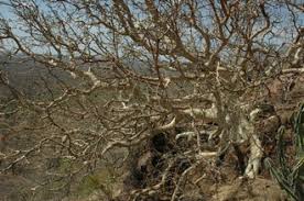 Image result for Ficus tettensis