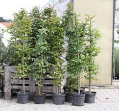 Image result for Živý plot z habru