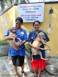 Carolina value pet care is not a traditional veterinary clinic. Dog Care Clinic E V So Finden Sie Uns