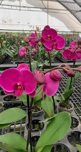 Image result for Orchidaceae