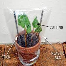 Here is a quick and easy way to take camellia cuttings and grow your own camellia plants. How To Take Camellia Cuttings Australian Handyman Magazine