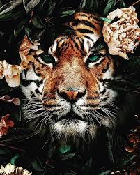 Mippies Interior Styling On Instagram Inspirational Love This Picture Tiger Great Picture Ani In 2020 Animals Animal Wallpaper Animals Beautiful