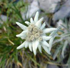 Mountain Alpine Edelweiss Leontopodium Alpinum 100 Seeds Edelweiss Flower Unusual Flowers Flower Wallpaper