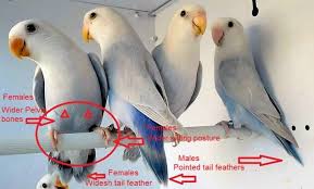 Maybe you would like to learn more about one of these? 13 Cara Membedakan Lovebird Jantan Dan Betina Mudah Ditebak Kok